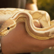 Close-up of a cream and tan ball python coiled in a person’s hands for a Scanprobe blog post header