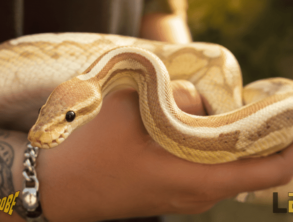 CCTV Drain Camera Helps Rescue Escaped Snake from Sewer System