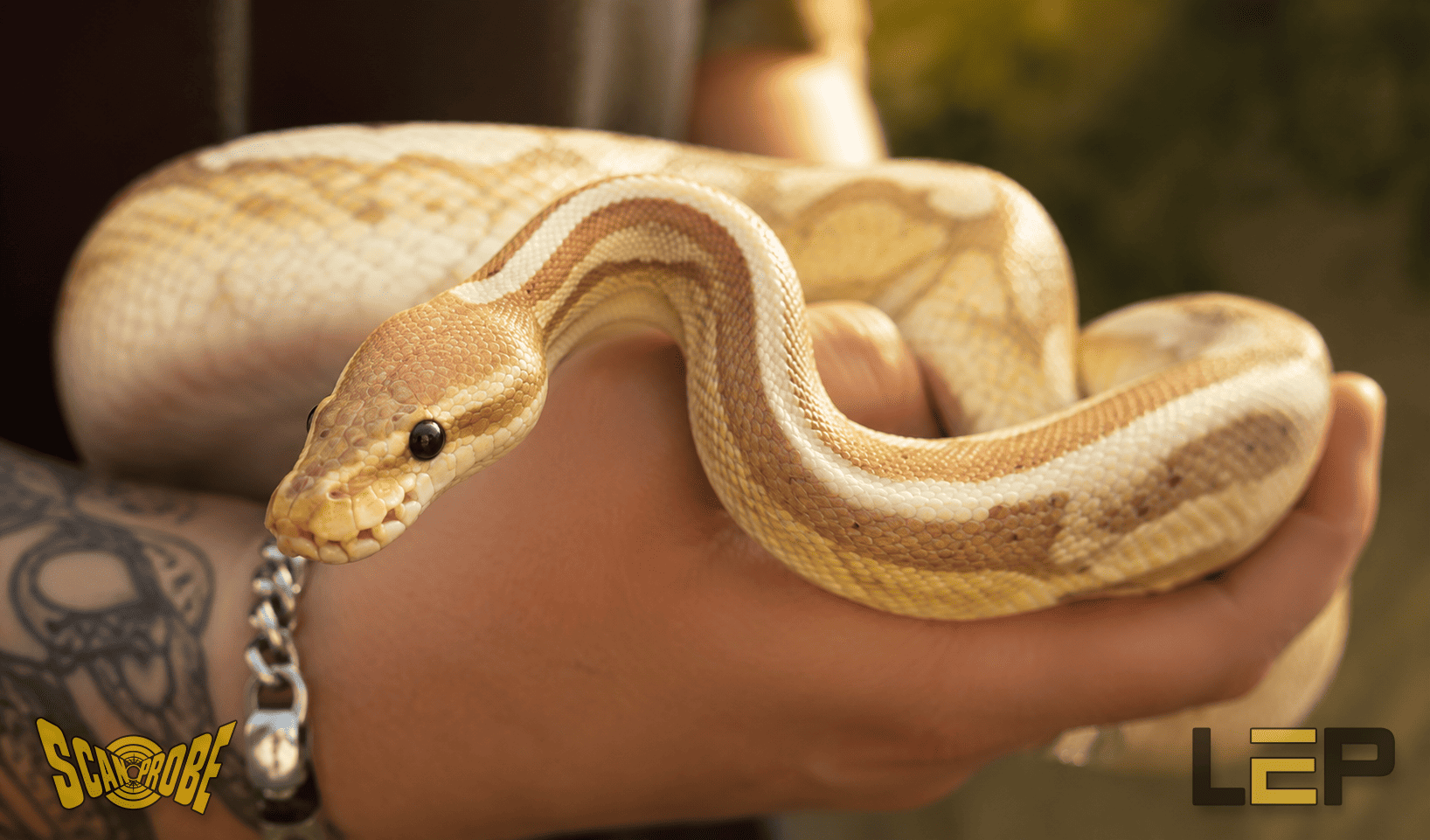 CCTV Drain Camera Helps Rescue Escaped Snake from Sewer System