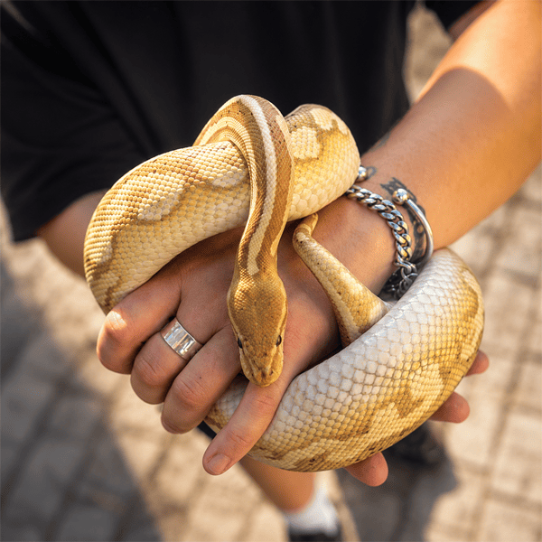 Close-up of a yellow and white snake wrapped around a person’s hands in natural sunlight.